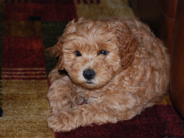 curly goldendoodle puppy